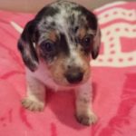 View 2015-02 S&A Puppy 1