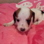 View 2015-02 A&A Puppy 1