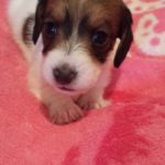 View 2015-02 A&A Puppy 2