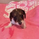 View 2015-02 A&A Puppy 3