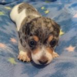 View 2015-02 S&A Puppy 2