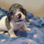 View 2015-02 S&A Puppy 3
