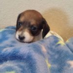 View 2015-02 A&A Puppy 4