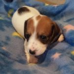 View 2015-02 A&A Puppy 5