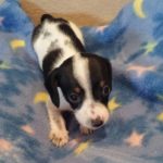 View 2015-02 A&A Puppy 6