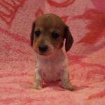 View 2015-08 P&A Puppy 4