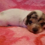 View 2015-10 S&A Puppy 4