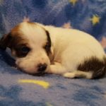 View 2015-10 S&A Puppy 5