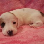 View 2015-10 A&A Puppy 5