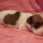 View 2015-10 A&A Puppy 6
