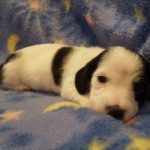 View 2015-10 A&A Puppy 4