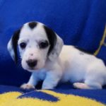 View 2015-10 A&A Puppy 3