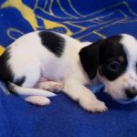 View 2015-10 A&A Puppy 2