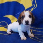 View 2015-10 A&A Puppy 1