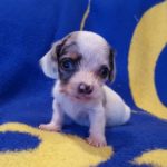 View 2015-10 S&A Puppy 2