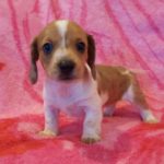 View 2015-10 S&A Puppy 3