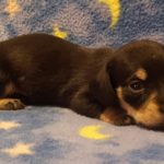 View 2016 N&A Puppy 7
