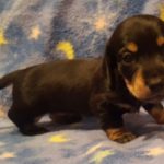 View 2016 N&A Puppy 6