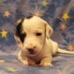 View 2016 N&A Puppy 5