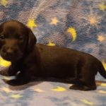 View 2016 N&A Puppy 4