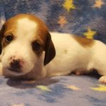 View 2016 N&A Puppy 3