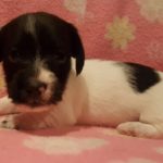 View 2016 N&A Puppy 2