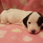 View 2016 N&A Puppy 1