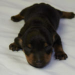 View 2017-05 A&P Puppy 1