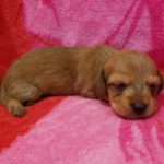 View 2017 Annie Female 1