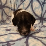 View 2017 Nika Male 2
