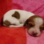 View 2017 Annie Female 3