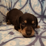 View 2017 Nika Male 3