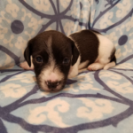 View 2017 Nika Male 4