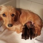 View 2018 Penny & Archie