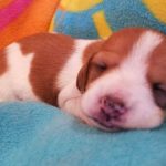 View 2018 N&A Puppy 1