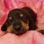 View 2018 N&A Puppy 3