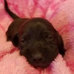 View 2018 N&A Puppy 4