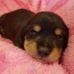 View 2018 N&A Puppy 5