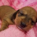 View 2018 N&A Puppy 6