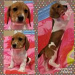 View 2018 N&A Puppy 2