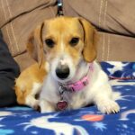 View Daisy-Mae Duke Wade